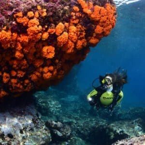 Inmersión en Marina del Este